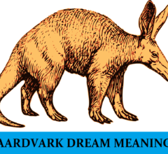 Dream About Aardvark