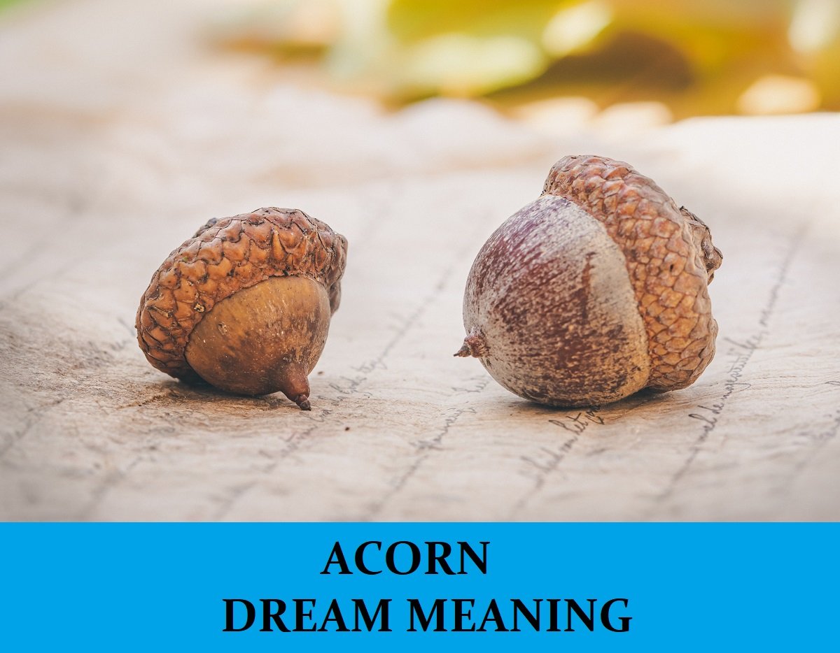 Dream About Acorn