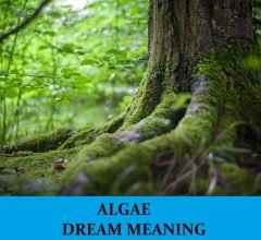 Dream About Algae