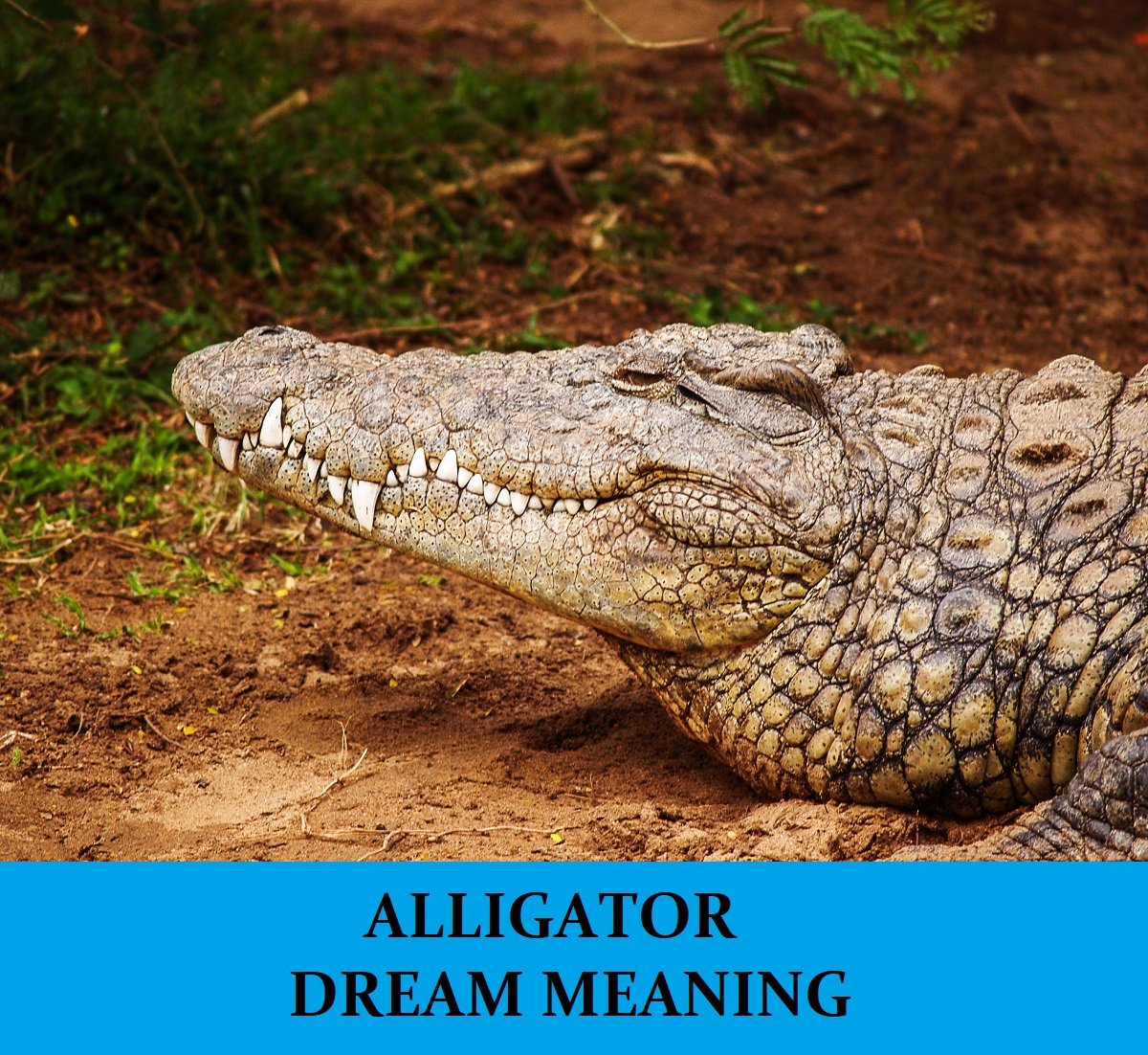 dream meaning of crocodile eating coyote