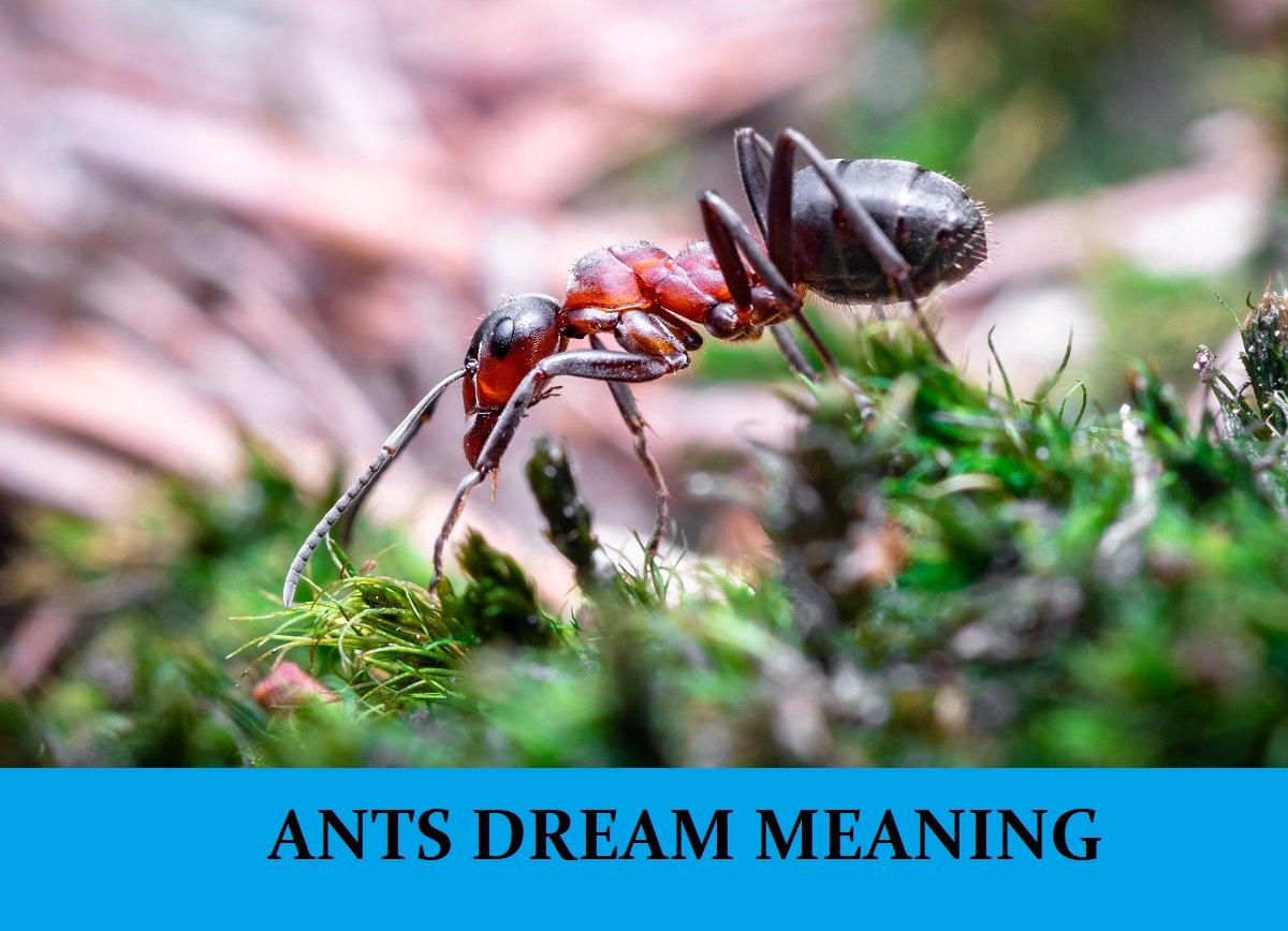 Dream About Ants Meanings