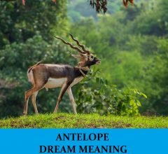 Dream About Antelope