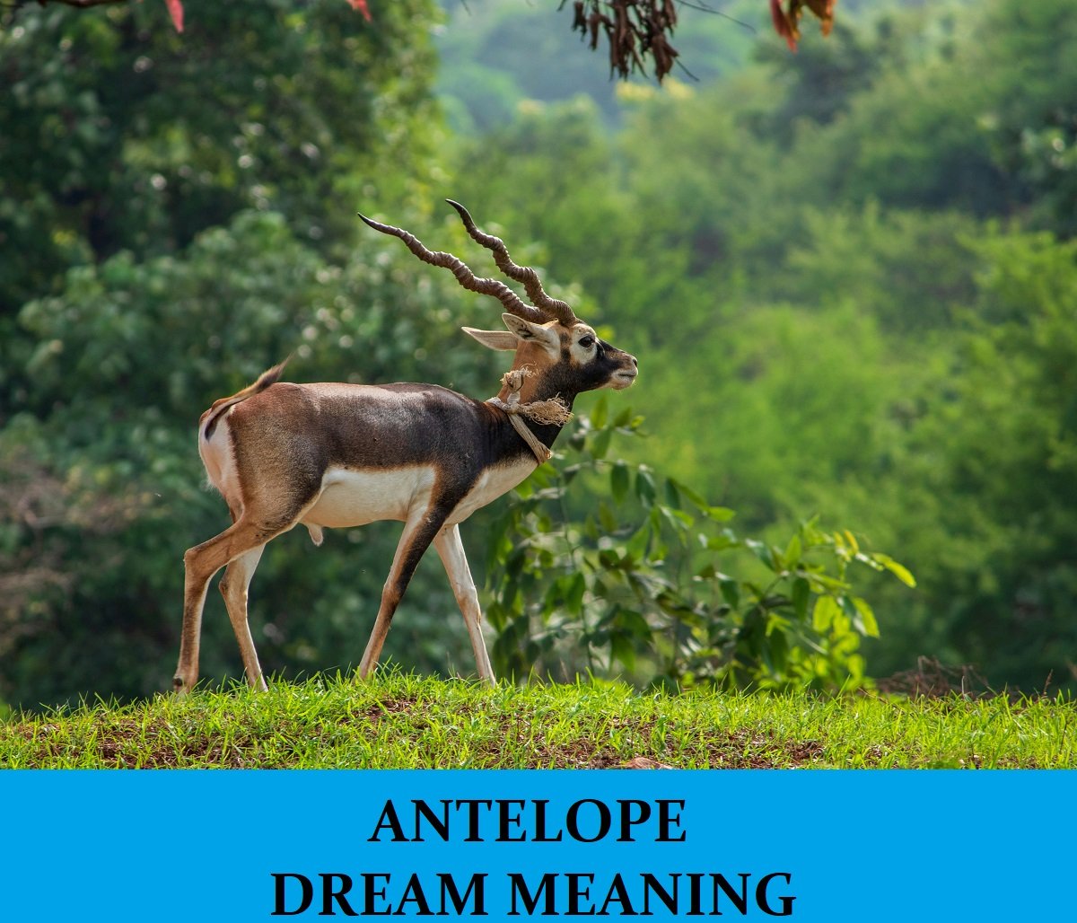 Dream About Antelope
