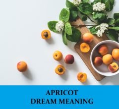 Dream About Apricot