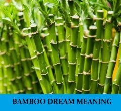 Dream About Bamboo
