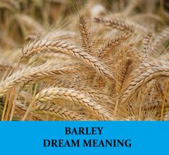 Dream ABout Barley