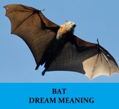 Dream About Bats