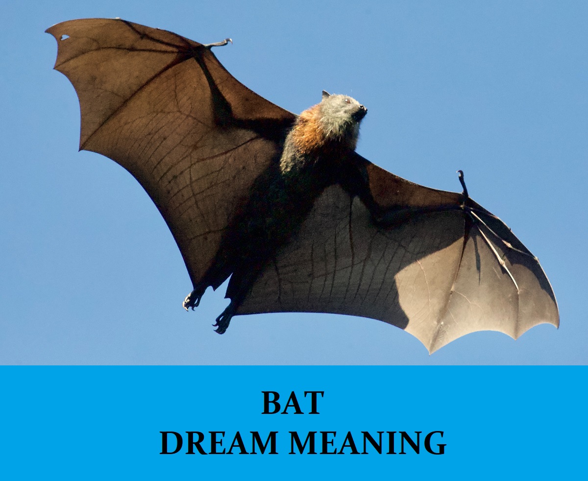 Bat Dream Interpretation Best Dream Meaning Analysis Answer