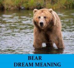 Dream About Bears