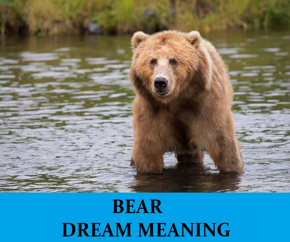 bear-dream-meaning-top-20-dreams-about-bears-meaning-of-dream