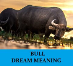 Dream About Bulls
