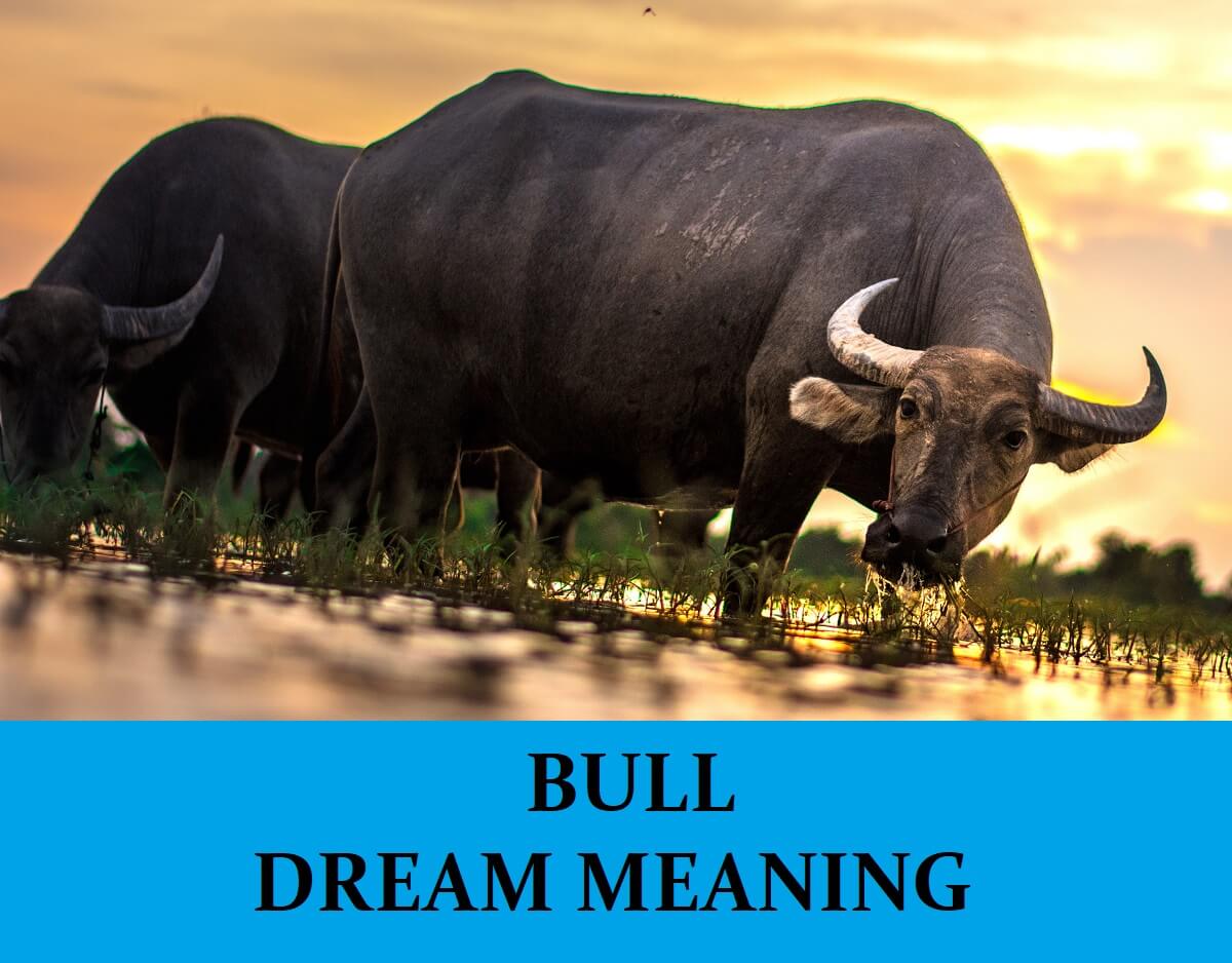 Bull Dream Interpretation Best Dream Meaning Analysis Answer