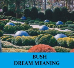 Dream About Bushes