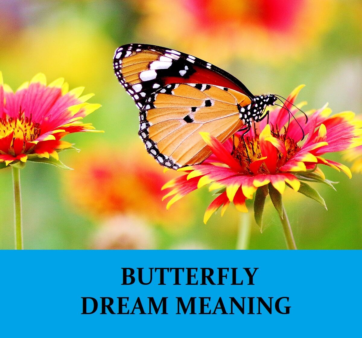 Dream About Butterfly