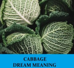 Dream About Cabbage