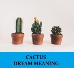 Dream About Cactus
