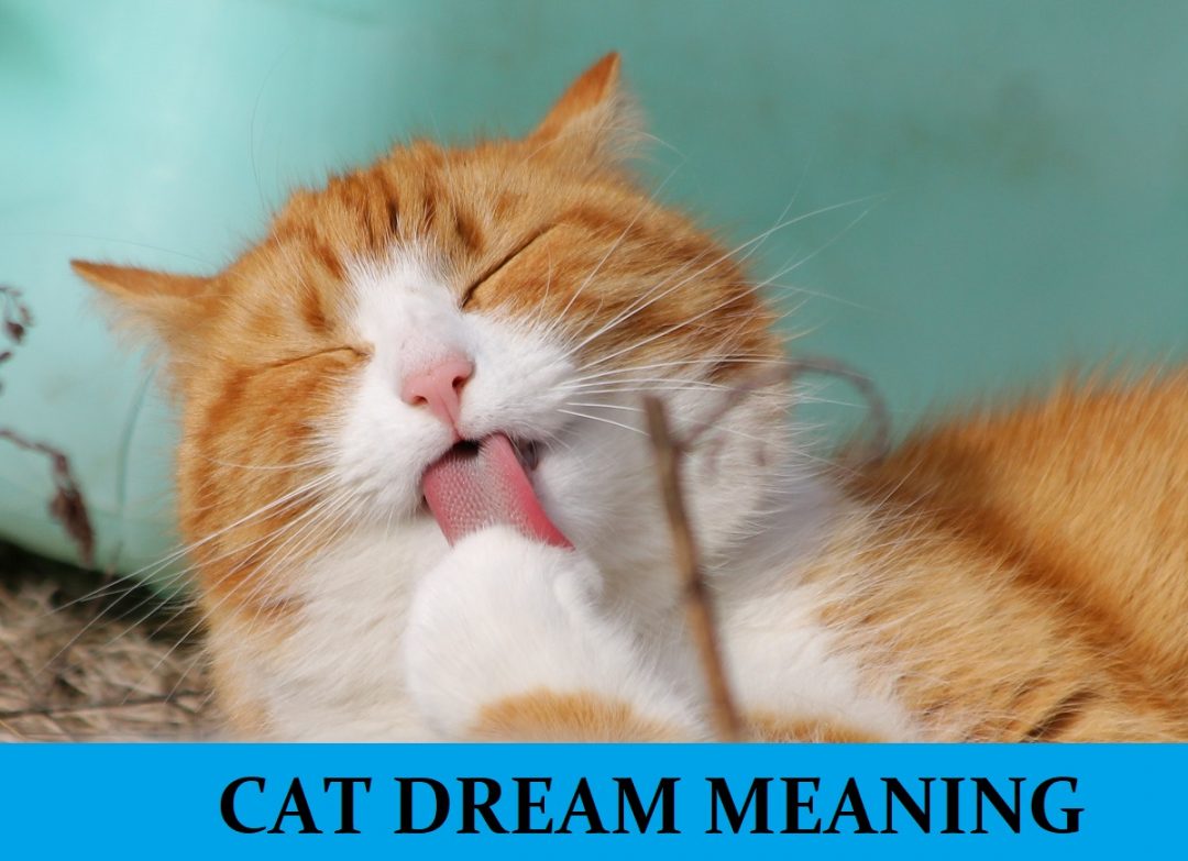 Cat Dream Meaning Top 33 Dreams About Cats [Interpretation, Symbolism