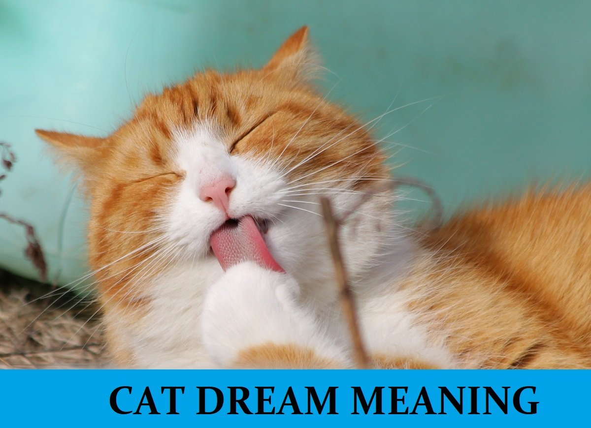 Dream About Cat Meanings