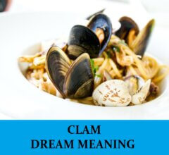Dream About Clams