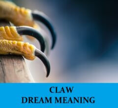 Dream About Claws