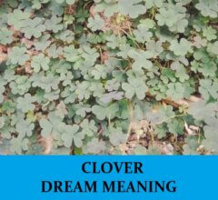 Dream About Clovers