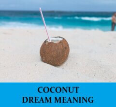 Dream About Coconuts