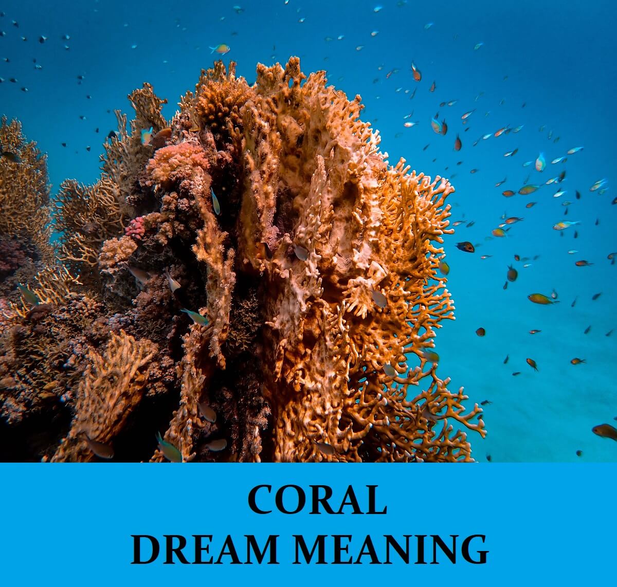 Dream About Corals