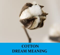 Dream About Cotton