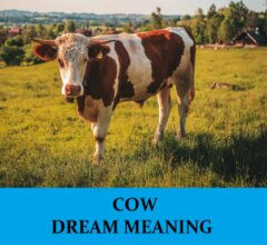 Dream About Cows