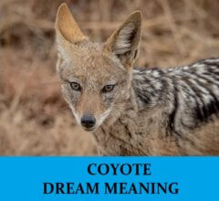 Dream About Coyotes