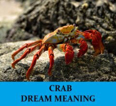 Dream About Crabs