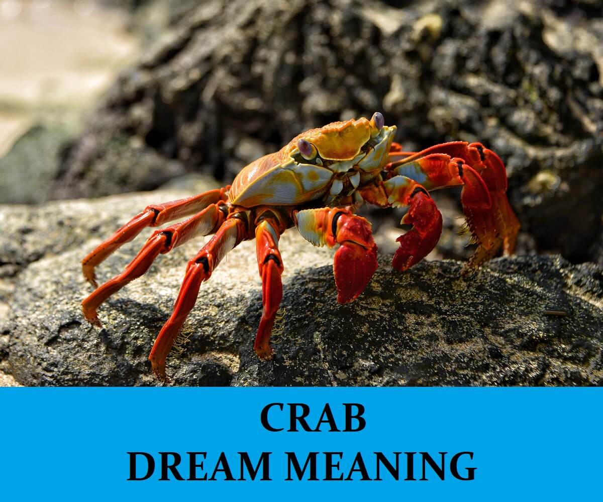 Dream About Crabs