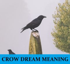 Dream About Crow