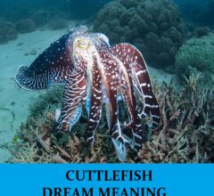 Dream About Cuttlefish