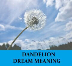 Dream About Dandelions