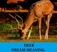 Dream About Deers