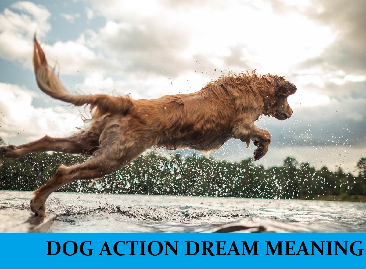 Dream About Dog Action Meanings