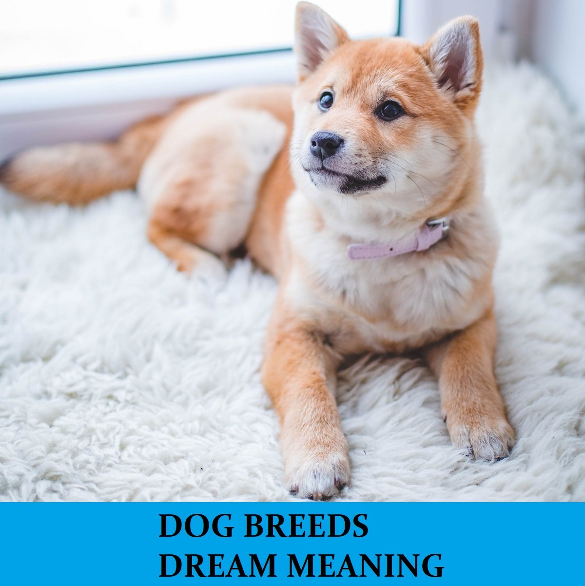 Dream About Dog Breeds Meanings