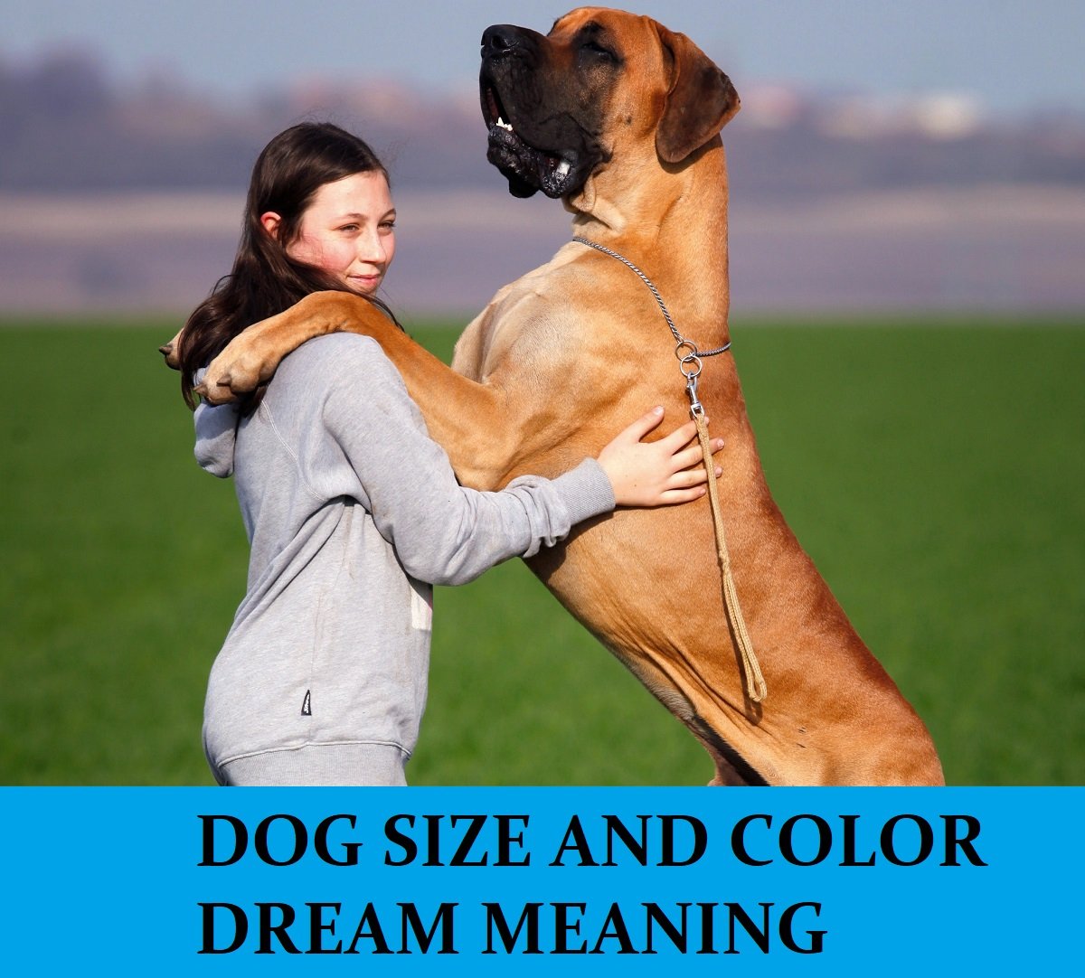 Dream About Dog Size and Color Meanings