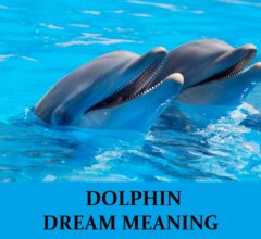 Dream About Dolphins