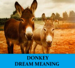 Dream About Donkeys