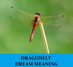 Dream About Dragonflies