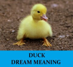 Dream About Ducks