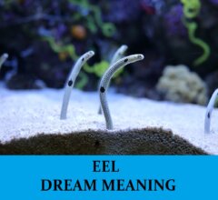 Dream About Eels
