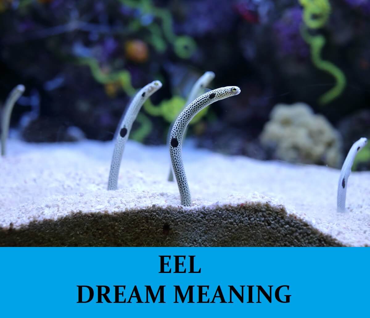Eel Dream Meaning Top 12 Dreams About Eel Dream Meaning Net