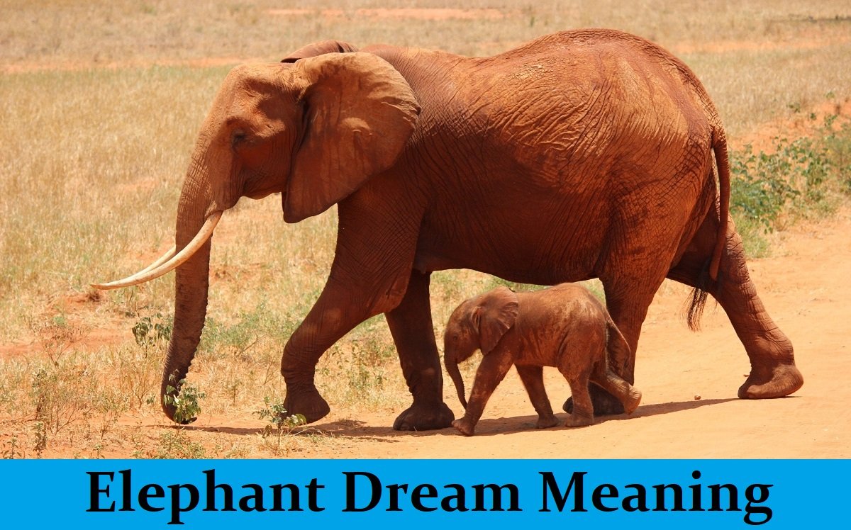 Dream About Elephants Meanings