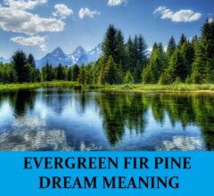 Dream About Pine Fir Evergreen