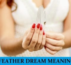 Dream About Feather