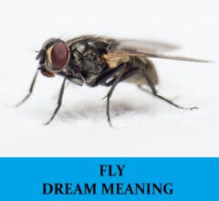 Dream About Flies