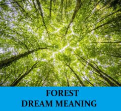 Dream About Forests